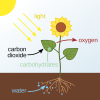 1280px-Photosynthesis_en.svg.png