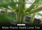 Male-Plants-Need-Love-Too.jpg